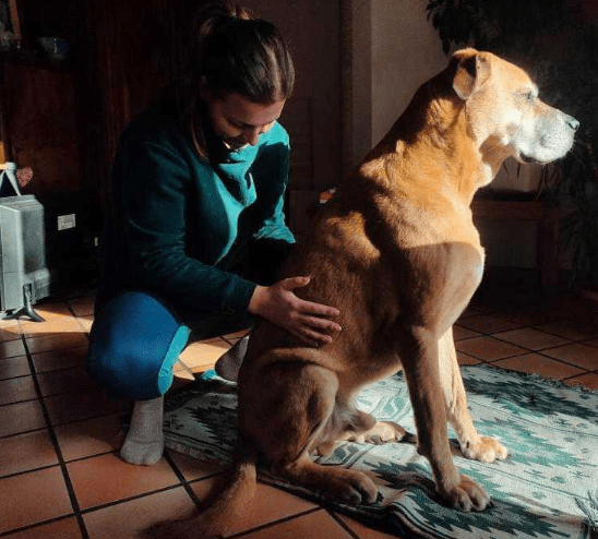 Image d'un chien soigné par Lucile Villard, ostéopathe animalière située sur Cruseilles, près d'Annecy.