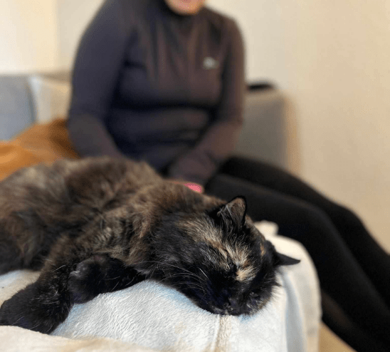 Image d'un chat soigné par Lucile Villard, ostéopathe animalière située sur Cruseilles, près d'Annecy.