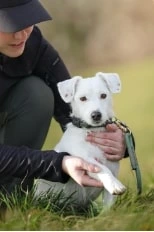 Image d'un chien soigné par Lucile Villard, ostéopathe animalière située sur Cruseilles, près d'Annecy.